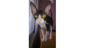 Meidän Cornish Rex Misu.