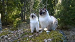 kaksi ragdoll -rotuista kissaa