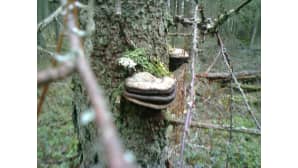 Metsänpeikko