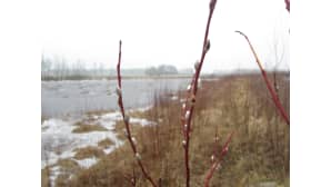 Pajunkissoja