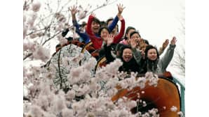 Tokiossa kirsikkapuiden kukinta toi hanamin juhlijat paikalle Tokion puistoihin. Hanami tarkoittaa "kukkien katselemista" ja se on vuoden tärkein juhla Japanissa.