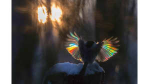 Nordic Nature Photo Contest. Lintusarjan 2.sija. Kuva: Anna-Liisa Pirhonen