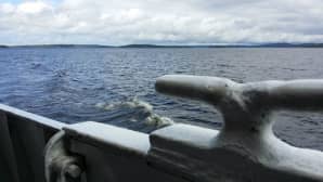Päijänne kuvattuna sisävesiristeilijältä.
