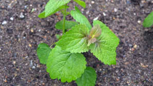 Anisiisoppi