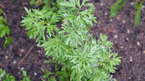 Koiruoho.