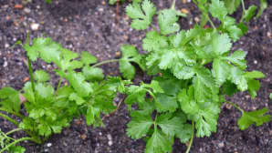 Korianteri.