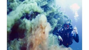 Ilmaston lämpeneminen on aiheuttanut levän kukintaa ja muutoksia biodiversiteettiin - sukeltaja leväpilven seassa La Ciotatissa Ranskassa 4. heinäkuuta 2015.