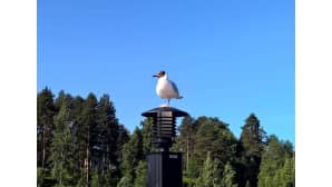 Lokki lampun päällä Korpilahdella