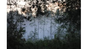 Usvaa metsässä.
