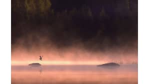 kesäkuvakisa