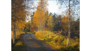 Ruskan kellertämiä koivuja tien reunassa.