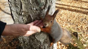 Talviturkkinen orava kiipeää kädelle.