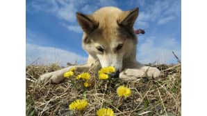 Aurinkoista kevättä! Toivoo länsisiperianlaika tyttö Taika