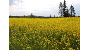 kesäkuvakisa