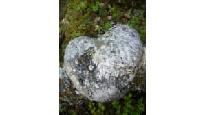kesäkuvakisa