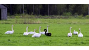 kesäkuvakisa