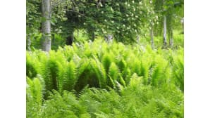 Kesäkuvakisa