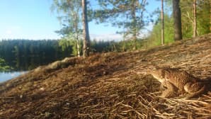 Kesäkuvakisa