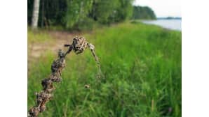 Kesäkuvakisa