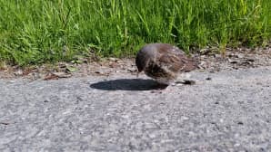 Kesäkuvakisa