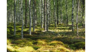 Kesäkuvakisa
