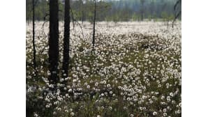 Kesäkuvakisa