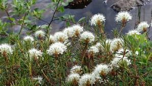 Kesäkuvakisa
