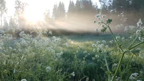 Kesäkuvakisa