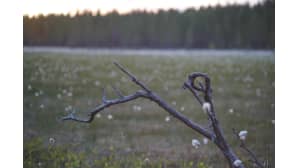 Kesäkuvakisa