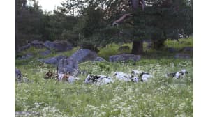 kesäkuvakisa