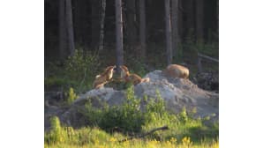 Pirjo Kuikka Pietarsaari