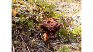 Pirkko Siukonen Pello Korvasieni