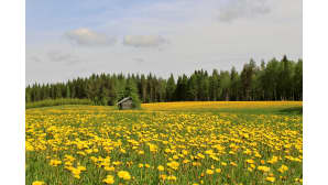 kesäkuvakisa