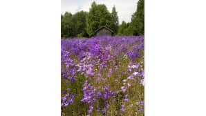 kesäkuvakisa
