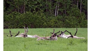 Kesäkuvakisa 2016