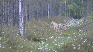 kesäkuva 2016