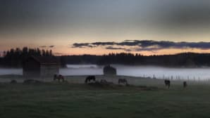 Kesäkuvakisa 2016