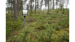 sähkötolppa metsässä