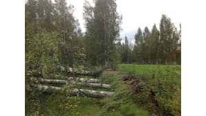 Koivuja rivissä kaatuneina.