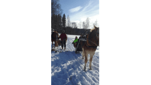 Urajärven rantasaunaan hevosella