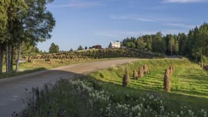 Maalaismaisemaa