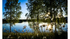 Päivänkakkaroita ja koivuja sinisen järven rannassa.