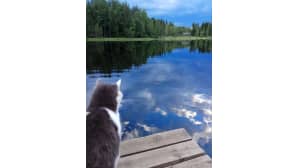 Kesäkuvakisa 2017