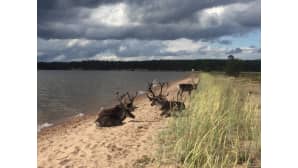 Kesäkuvakisa 2017.