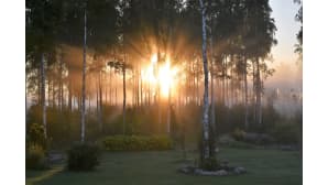 Aurinko nousee puiden välistä.