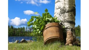 Vasta on puisessa saunakiulussa. Saunatonttu katselee koivun juurelta.