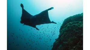 Vapaasukeltaja Pierre Frolla käyttää "Oceanwings"-märkäpuvun prototyyppiä sukeltaessaan Monacossa.