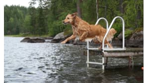 Kesäkuvakisa 2017.