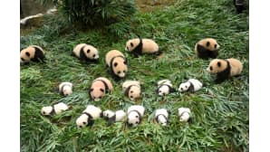 Pandanpoikasia esiteltiin Sichuanin pandojen suojelu- ja tutkimuskeskuksessa Kiinassa 13. lokakuuta.