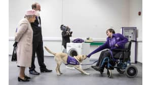 Englannin kuningatar Elisabet II katseli Hettie-labradorinnoutajaa työssään koiran avustaessa pyörätuolissa istuvaa henkilöä riisuutumaan Canine Partners -järjestön tiloissa West Sussexissa 30 marraskuuta.
